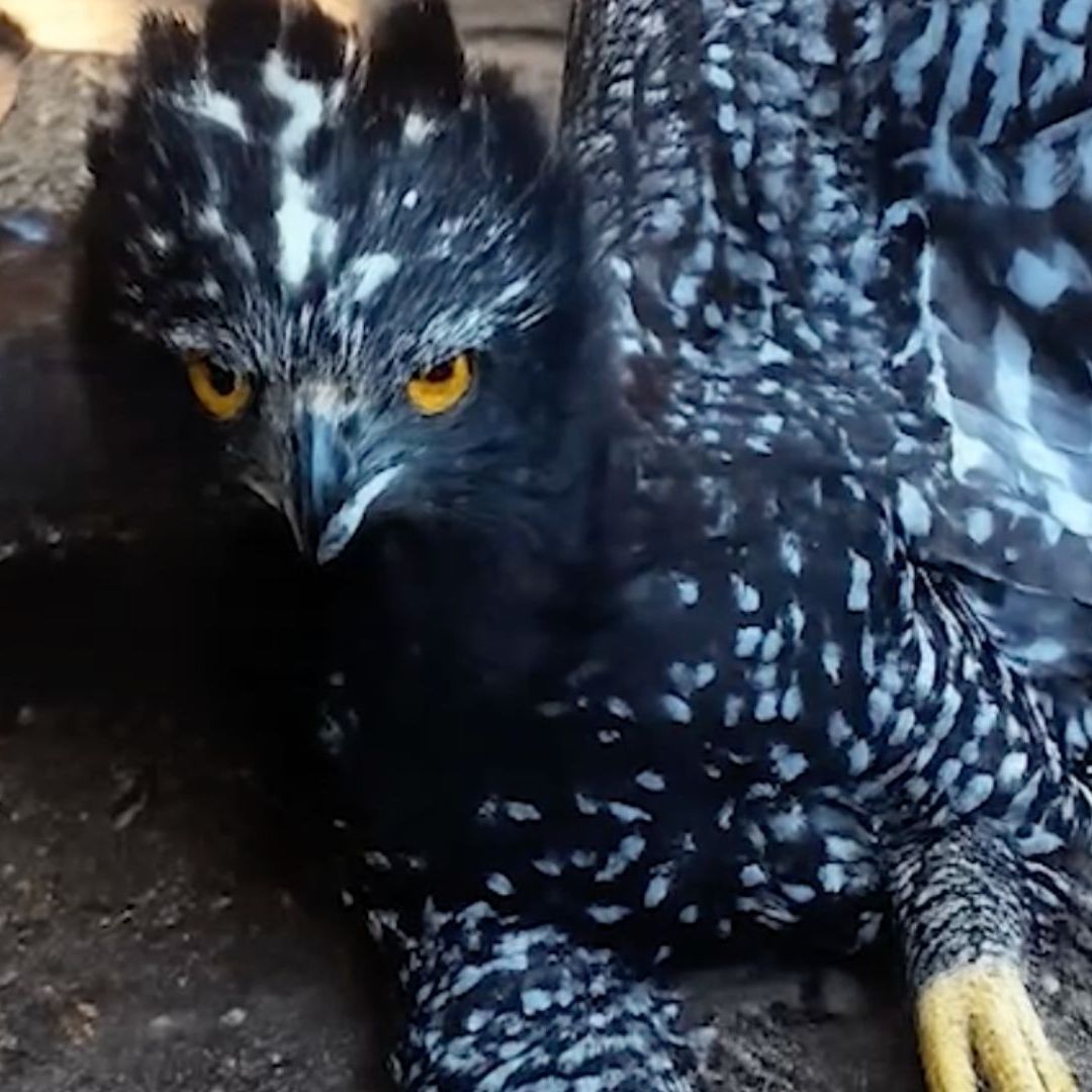 Águila Tirana en Peligro de Extinción Llega a Querétaro